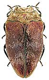 Buprestidae: Trachys auriflua Sols.