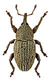 Curculionidae: Tychius breviusculus Desbr.