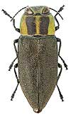Buprestidae: Anthaxia (s. str.) manca