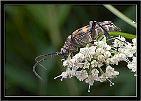 Leptura quadrifasciata (Cerambycidae)
