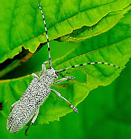 Saperda similis (Cerambycidae)