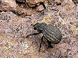 Brachycerus sp. (Brachyceridae)