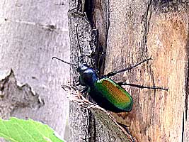 Calosoma sp. (Carabidae)