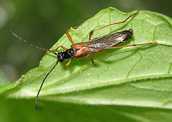 Cerambycidae: Necydalis pennata Lew.