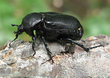 Scarabaeidae: Osmoderma davidis Fairm.