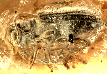 Ptinus (Gynopterus) anastasiae Alekseev, 2014