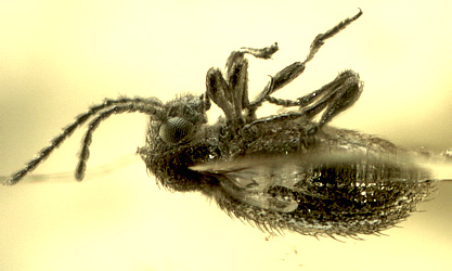 Ptinus (Gynopterus) scalovicus Alekseev, 2014