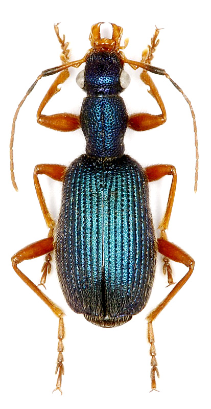 Drypta ussuriensis (Jedlicka, 1963)