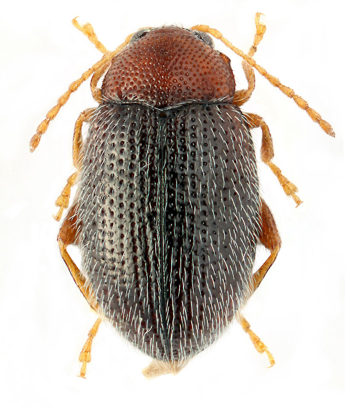 Epitrix setosella (Fairm.)