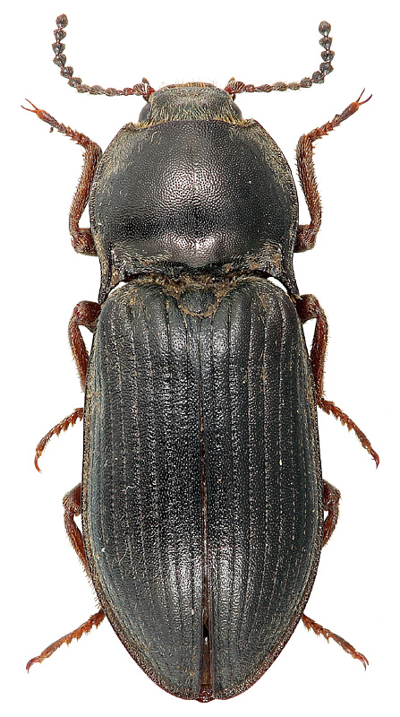  Selatosomus latus (Fabricius, 1801)