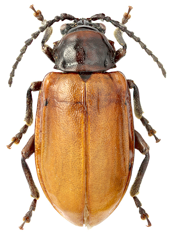 Phygasia fulvipennis