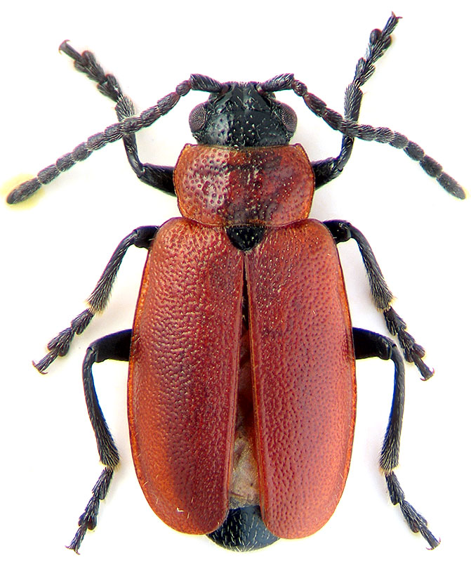 Galeruca melanocephala Panz.