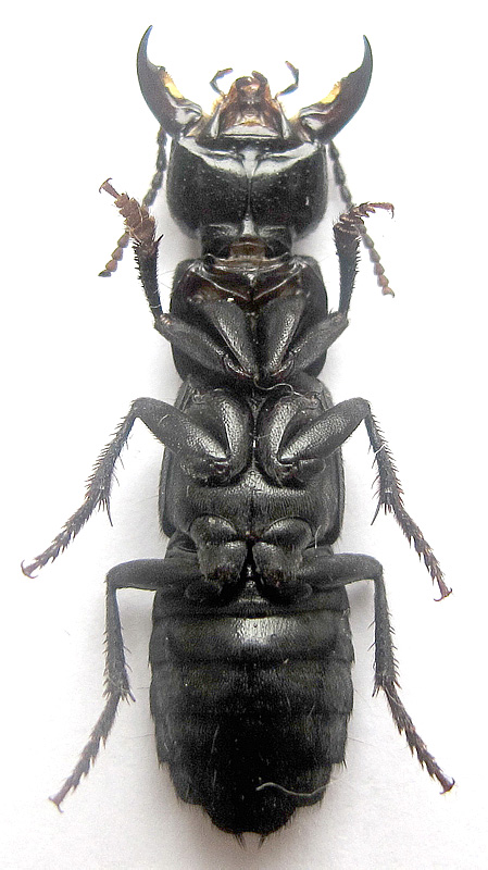 Ocypus cf. curtipennis (Motschulsky, 1849)