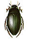 Water scavenger beetles (Hydrophilidae)