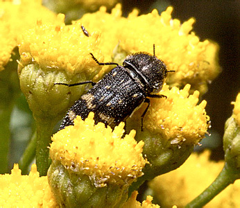 Acmaeoderella (Carininota) flavofasciata flavofasciata (Pill. et Mitt., 1783)