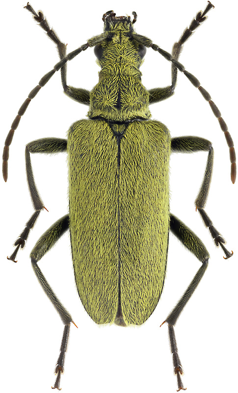 Euracmaeops angusticollis Gebl., 1833