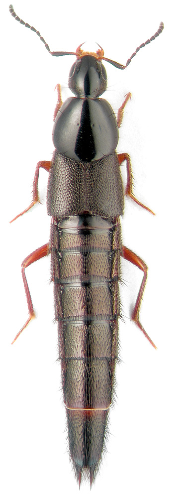 Acylophorus wagenschieberi Kiesenwetter