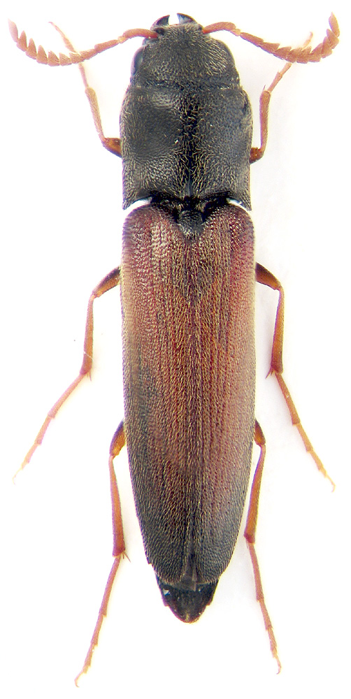 Isorhipis nigriceps Mnnh.