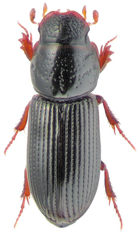 Pleurophorus pannonicus Petr.