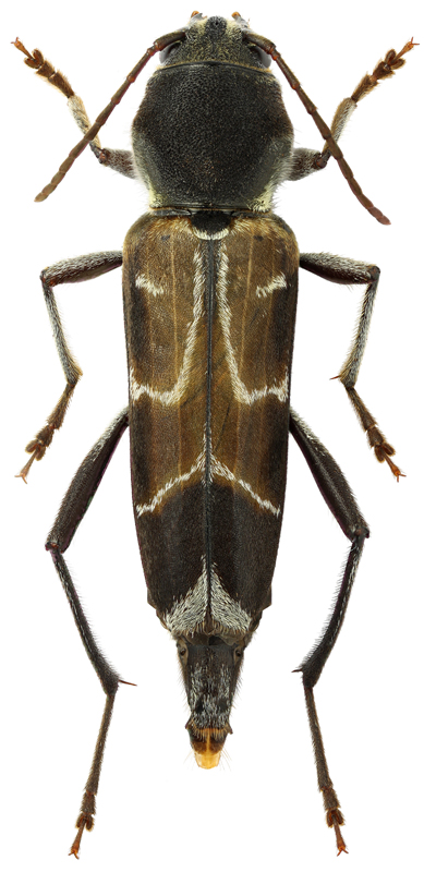 Xylotrechus cuneipennis Kr., 1879