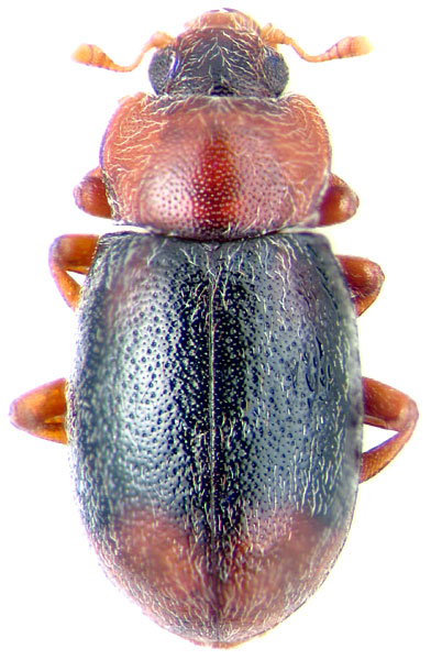 Tetrabrachys (=Lithophilus) tauricus Sem.