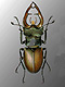 Stag beetles (Lucanidae)