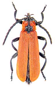 Lygistopterus sanguineus