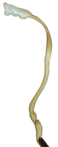 Melanoleptura scutellata: endophallus
