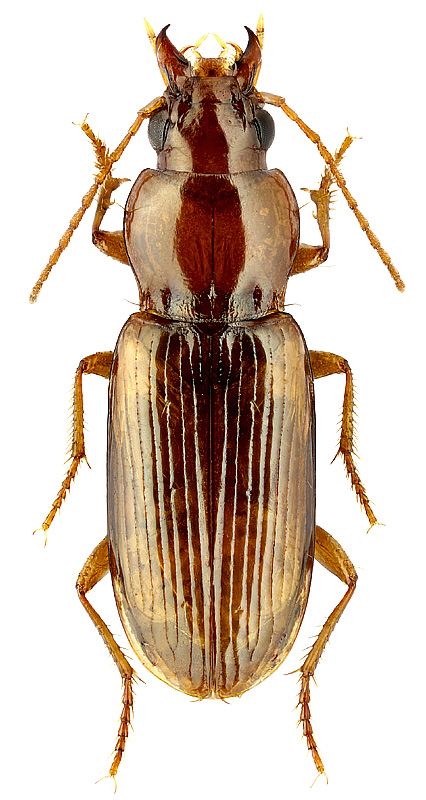 Pogonistes angustus (Gebler, 1830)