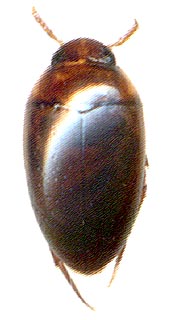 Noterus clavicornis