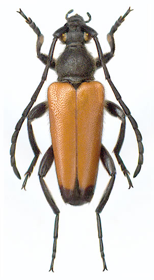 Stictoleptura (Paracorymbia) fulva - male