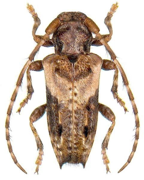 Pogonocherus hispidus - male