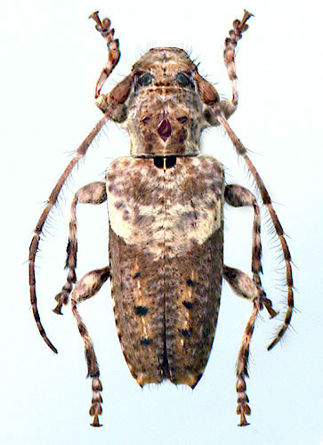 Pogonocherus perroudi  - female