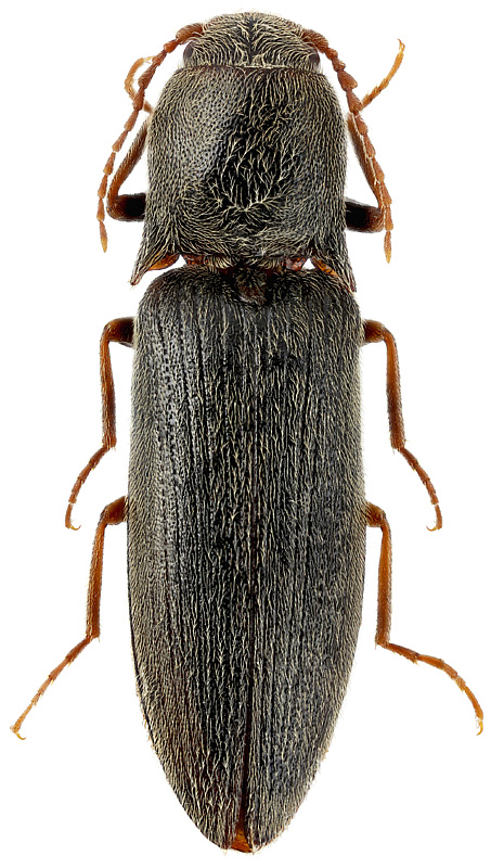Agriotes (Agriotes) tauricus Heyden, 1882