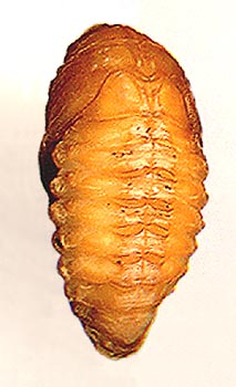  Mimela (= Rhombonyx) holosericea