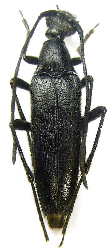 Stenurella nigra  