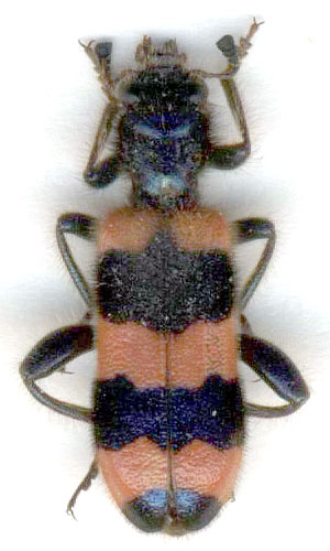 Trichodes apiarius - male