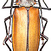 Callipogon armillatus Linné, 1767 female