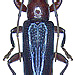 Ichthyodes tricolor Breuning, 1959