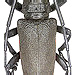 Ceroplesis ferrugator marginalis Fahraeus, 1872