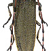 Agapanthia lateralis Ganglbauer, 1884  male