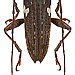 Falsepilysta laterimaculata (Heller, 1924)  m