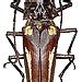 Callipogon lemoinei (Reiche, 1840)  male