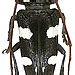 Cereopsius luctor (Newman, 1842)  male