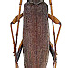 Noserius ovatipennis Pascoe, 1869 male