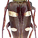 Cereopsius sexmaculatus Aurivillius 1907