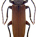 Arhopalus rusticus (Linné, 1758)