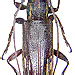 Mimosybra surigaonis (Heller, 1924)