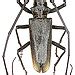 Monochamus urussovi (Fischer, 1806) male