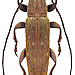 Sybra modesta (Pascoe, 1865) male